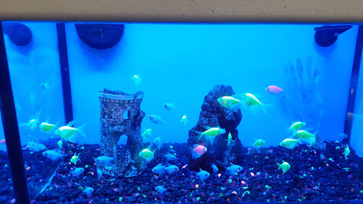 Pet Supply Store «Petco Animal Supplies», reviews and photos, 921 Harley Strickland Blvd, Orange City, FL 32763, USA