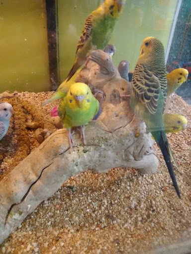 Pet Supply Store «City Pets & Ponds», reviews and photos, 4029 Mill St, Kansas City, MO 64111, USA