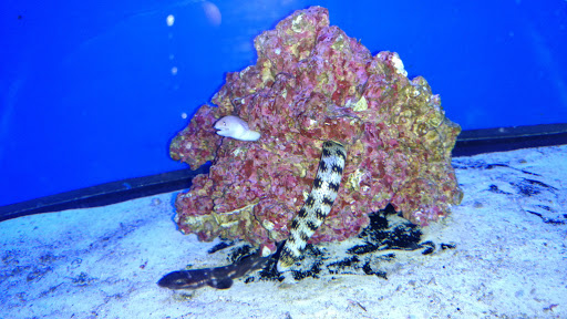 Pet Store «Tanks A Lot Aquariums», reviews and photos, 6680 Lantana Rd, Lake Worth, FL 33467, USA