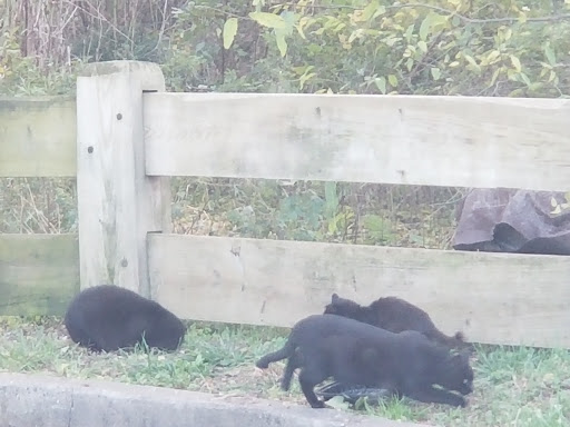 Park «Lemon Creek Park», reviews and photos, Hylan Blvd, Staten Island, NY 10309, USA