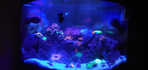 Tropical Fish Store «The Coral Reef Inc.», reviews and photos, 742 W Boundary St, Perrysburg, OH 43558, USA