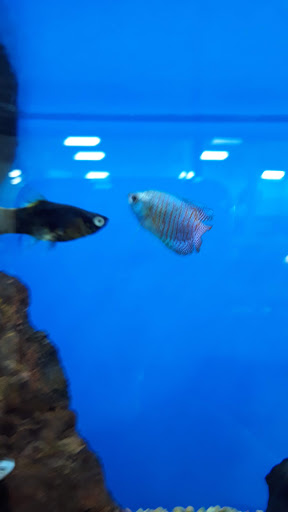 Pet Supply Store «Petco Animal Supplies», reviews and photos, 2689 Market Center Dr, Rockwall, TX 75032, USA