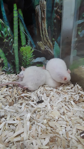 Pet Store «Hackettstown Pet Supplies», reviews and photos, 141 Main St, Hackettstown, NJ 07840, USA