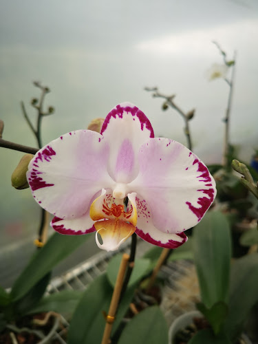 Opiniones de Orchid's Land en Paute - Museo
