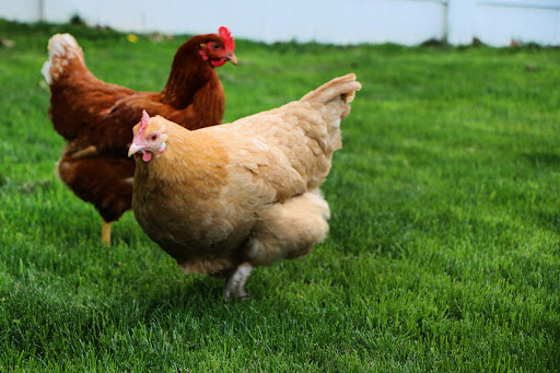 Home Improvement Store «Tractor Supply Co.», reviews and photos, 293 US-206 #15A, Flanders, NJ 07836, USA