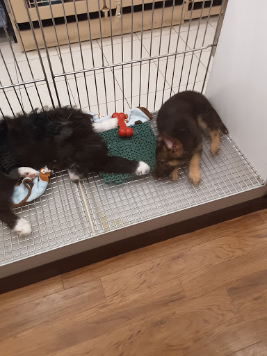 Pet Adoption Service «Petland Novi», reviews and photos, 27200 Novi Rd # A, Novi, MI 48377, USA