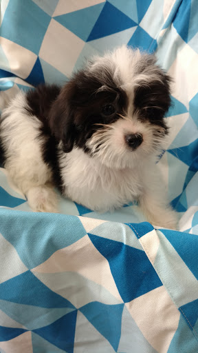 Pet Store «Dream Puppys», reviews and photos, 1461 Westgate Pkwy, Dothan, AL 36303, USA