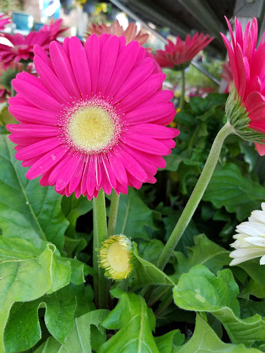 Home Improvement Store «Grange Co-op», reviews and photos, 1262 Stabler Ln, Yuba City, CA 95993, USA