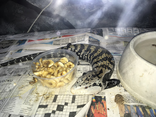 Pet Store «Zoo Creatures Pet Store», reviews and photos, 149 Plaistow Rd, Plaistow, NH 03865, USA