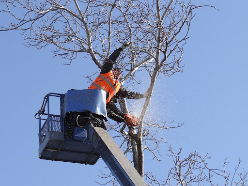Tree Service Norfolk