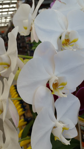 Home Improvement Store «The Home Depot», reviews and photos, 3373 Ronald McNair Way, Titusville, FL 32780, USA