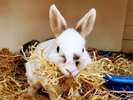 Brinsworth Bunny Boarding and Grooming