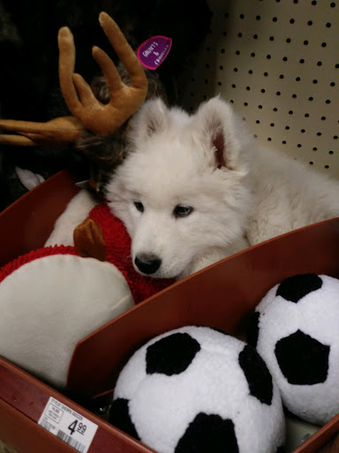 Pet Supply Store «PetSmart», reviews and photos, 4327 Genesee Valley Plaza, Geneseo, NY 14454, USA