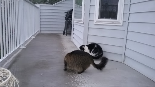 Animal Clinic of Pierre image