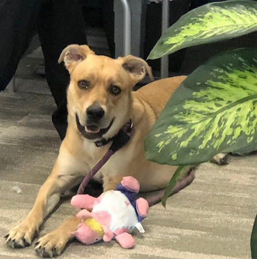 Employment Agency «Express Employment Professionals of Denver, CO», reviews and photos, 45 S Wadsworth Blvd Suite B, Lakewood, CO 80226, USA