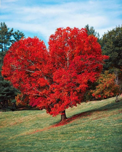 Tourist Attraction «NatureScaping Wildlife Botanical Gardens», reviews and photos, 11000 NE 149th St, Brush Prairie, WA 98606, USA