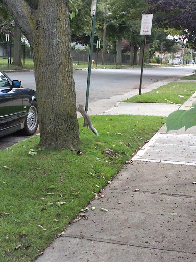 Park «Martin Bunky Reid Park», reviews and photos, Broadway Ave & Urban Ave, Westbury, NY 11590, USA