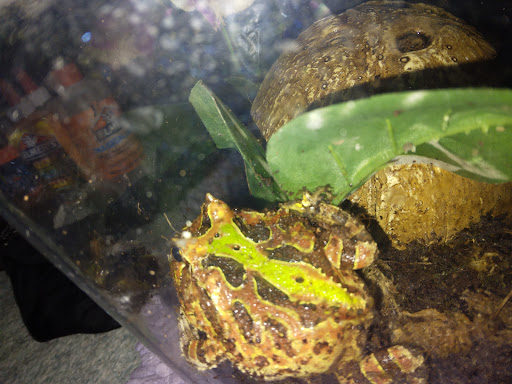 Pet Supply Store «Petco Animal Supplies», reviews and photos, 1945 W Palmetto St #250, Florence, SC 29501, USA