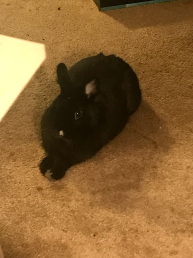 Pet Supply Store «Atlas Pet Supply», reviews and photos, 12761 Central Ave NE, Blaine, MN 55434, USA