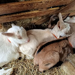 Photo n° 1 de l'avis de sylvie.u fait le 07/03/2020 à 04:22 pour La Halte d'Autrefois à Hesmond