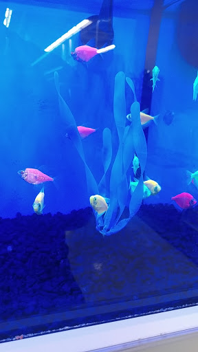 Pet Supply Store «Petco Animal Supplies», reviews and photos, 852 N Western Ave, San Pedro, CA 90732, USA