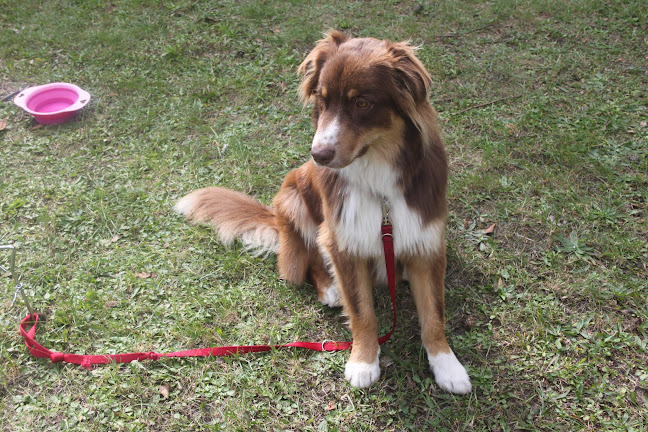 Association Suisse de chiens d'assistance Farah-Dogs Human Assistance - Hundeschule