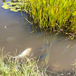 Photo n° 6 de l'avis de Alexia.i fait le 29/07/2019 à 17:57 pour Parc de Saleccia à L'Île-Rousse