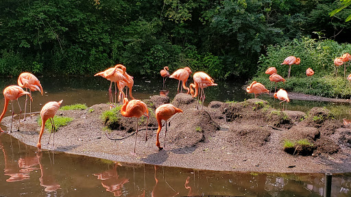 Zoo «World of Birds», reviews and photos, Boston Rd, Bronx, NY 10460, USA