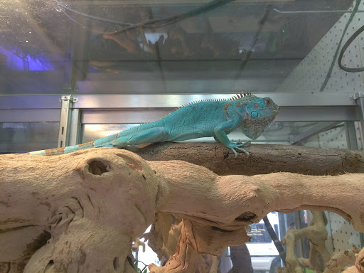 Pet Store «Off The Hook Exotics Pet Shop», reviews and photos, 926 5th Ave, Coraopolis, PA 15108, USA