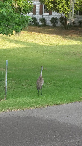 Dollar Store «FAMILY DOLLAR», reviews and photos, 34200 FL-54, Zephyrhills, FL 33543, USA