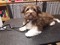 Speedy Paws, LLC - Photo 2 - Car repair in Greenville, SC, Greenville