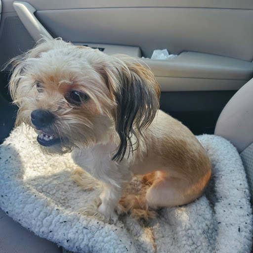 Pet Supply Store «PetSmart», reviews and photos, 2550 Cherry Ave, Signal Hill, CA 90755, USA