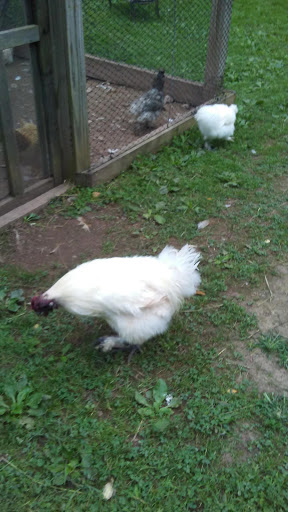 Zoo «Bailiwick Animal Park and Riding Stables», reviews and photos, 118 Castle Rd, Catskill, NY 12414, USA