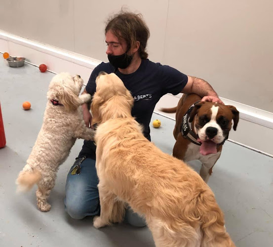 Reviews of Rags & Bert's Doggy Daycare & Hotel in Reading - Dog trainer