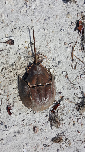 Boat Tour Agency «Good Time Charters», reviews and photos, 4765 Estero Blvd, Fort Myers Beach, FL 33931, USA