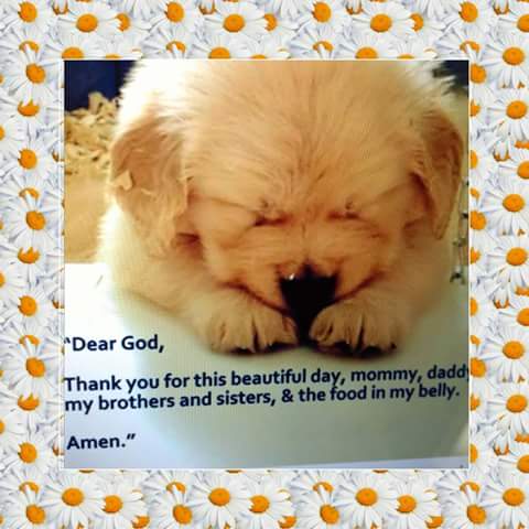 Pet Supply Store «Pet Club Rancho Cordova», reviews and photos, 2344 Sunrise Blvd, Rancho Cordova, CA 95670, USA