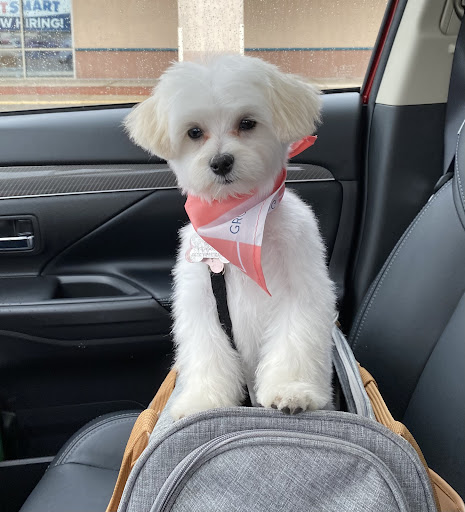 Pet Supply Store «PetSmart», reviews and photos, 8281 Troy Pike, Huber Heights, OH 45424, USA