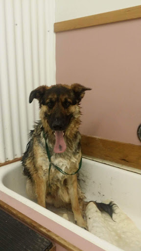 Pet Supply Store «Pet Supermarket», reviews and photos, 4220 Florida Ave S, Lakeland, FL 33813, USA