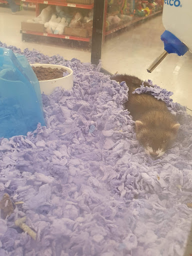 Pet Supply Store «Petco Animal Supplies», reviews and photos, 1624 Governors Square Blvd, Tallahassee, FL 32301, USA