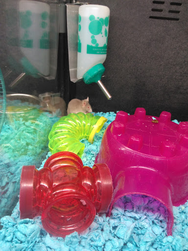 Pet Supply Store «PetSmart», reviews and photos, 9342 WI-16, Onalaska, WI 54650, USA