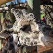 Giraffe Enclosure in Brevard Zoo