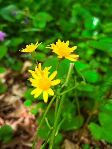 Nature Preserve «Hidden Oaks Nature Center», reviews and photos, 7701 Royce St, Annandale, VA 22003, USA