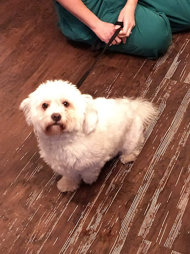 Doggie Doos and Stay Here Too