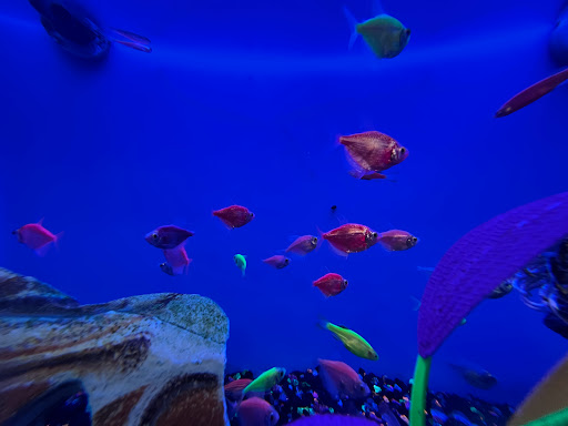 Pet Supply Store «PetSmart», reviews and photos, 3347 E Foothill Blvd, Pasadena, CA 91107, USA