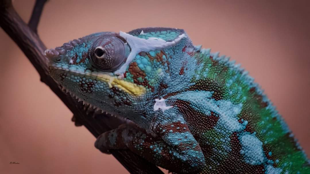 Photo n° 4 de l'avis de Bart.e fait le 19/08/2021 à 19:17