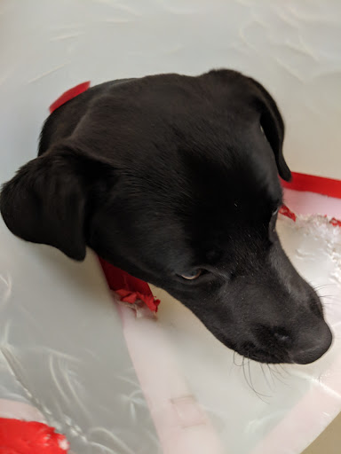 Animal Protection Organization «Butler County Humane Society», reviews and photos