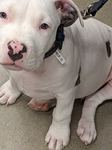 Pet Supply Store «Petco Animal Supplies», reviews and photos, 660 Chestnut Commons Dr, Elyria, OH 44035, USA