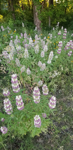 Park «Twin Creeks Park», reviews and photos, 803 Shallowater Dr, Allen, TX 75013, USA