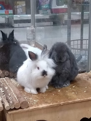 Rabbits for sale Belfast