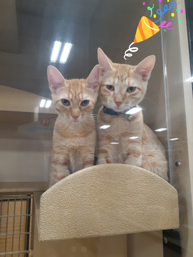 Pet Supply Store «PetSmart», reviews and photos, 1183 Berkshire Blvd, Wyomissing, PA 19610, USA